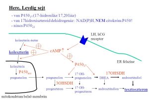 Read more about the article Minden, amit tudnod kell a 17-oh progeszteronról
