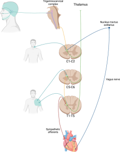 Read more about the article Minden, amit tudnod kell a cephalalgia-ról