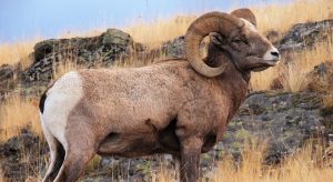Read more about the article Mit jelent a RAM?