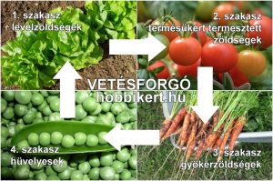Read more about the article Miért fontos a vetésforgó a mezőgazdaságban?