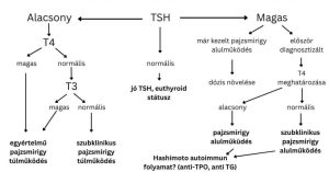 Read more about the article Alacsony TSH szint – Mit jelent és mi okozza?