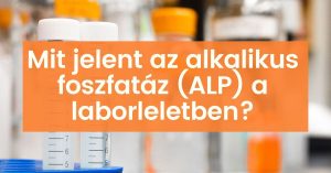 Read more about the article Minden, amit tudni kell az alkalikus foszfatázról