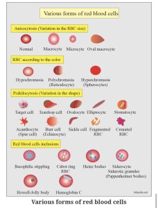 Read more about the article Minden, amit tudni kell az anisocytosisról