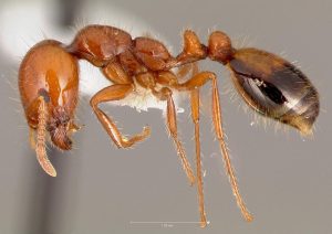 Read more about the article Mindent, amit tudni kell az ant+ technológiáról