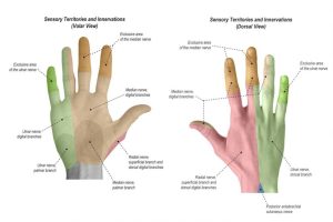 Read more about the article Mindent, amit a cervicobrachialis syndromáról tudni kell