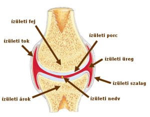 Read more about the article Arthrosis: Mi is pontosan ez, és mit jelent az érintettek számára?