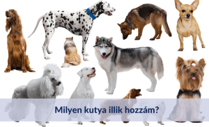 Read more about the article Melyik kutya ugat, az nem harap – Mit jelent ez a mondás?