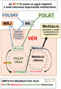 Read more about the article Minden, amit tudni kell a GFR és az eGFR alacsony szintjéről