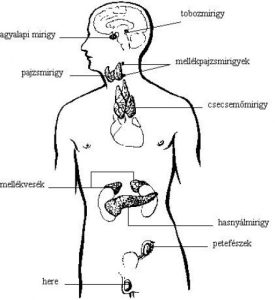 Read more about the article Mindent a reaktív lymphocyta jelentéséről