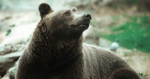 Read more about the article Mit jelent medvével álmodni?