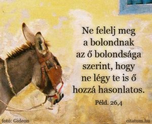 Read more about the article A bolondnak tanács sárba vetett kalács mit jelent?