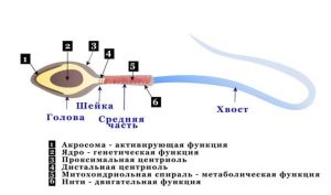 Read more about the article Teratozoospermia: Az Eltérő Alakú Spermiumok Háttere és Kezelése