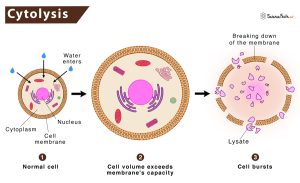 Read more about the article Cytolysis és Autolysis: Mit Jelentenek Ezek a Fogalmak?