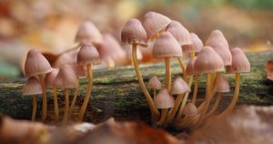 Read more about the article Mit jelent gombával álmodni?
