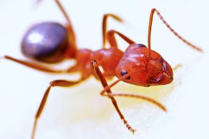 Read more about the article Miért olyan fontosak a hangyák a kertünkben?