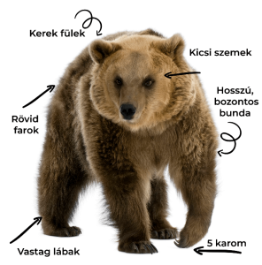 Read more about the article Álomfejtés: Mit jelent, ha medvével álmodsz?