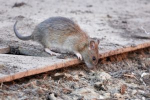 Read more about the article Mit jelent, ha patkánnyal álmodsz?