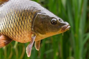 Read more about the article Terhességről Álmodtam – Mit Jelent Ez?