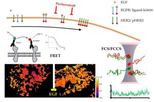 Read more about the article Az eGFR CKD-EPI számítás és jelentősége
