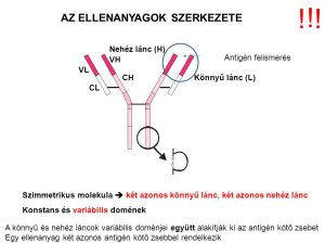 Read more about the article Ellenanyag a vérben: Mit jelent és miért fontos?