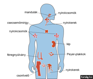 Read more about the article Mi az immunitás és hogyan működik?