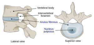 Read more about the article Mi az intervertebrális discus?