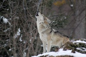 Read more about the article A farkassal álmodás jelentése és misztikus üzenete