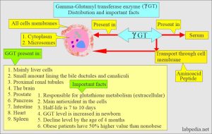 Read more about the article Gamma GT – Mindent, amit tudni kell