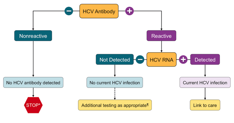 Read more about the article Minden, amit tudni kell az HCV szűrésről