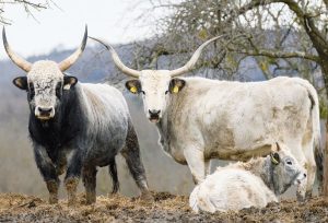 Read more about the article Mit jelent az őshonos kifejezés?
